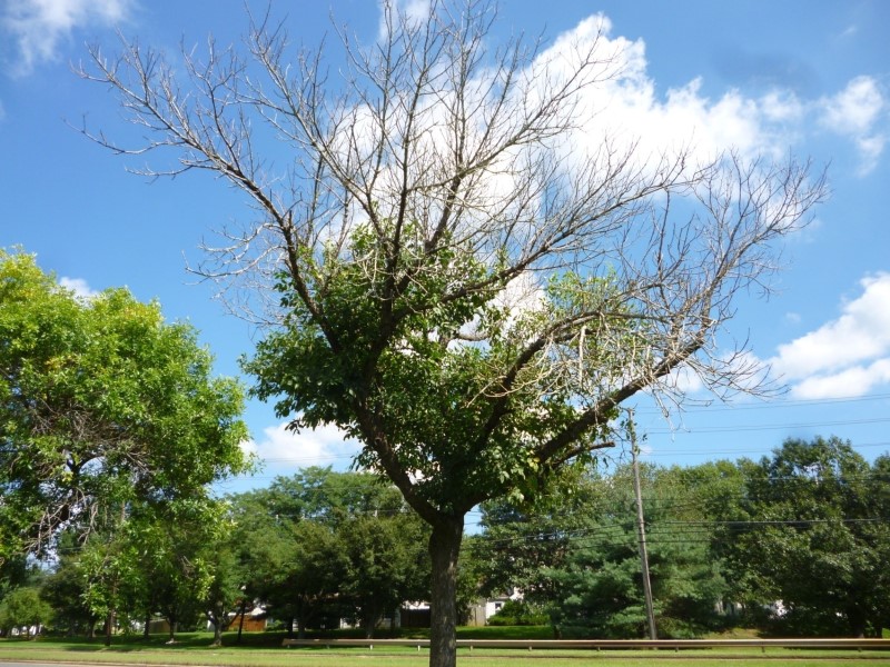 purple ash tree problems