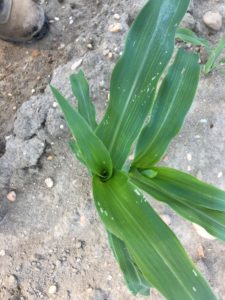 Fall armyworm