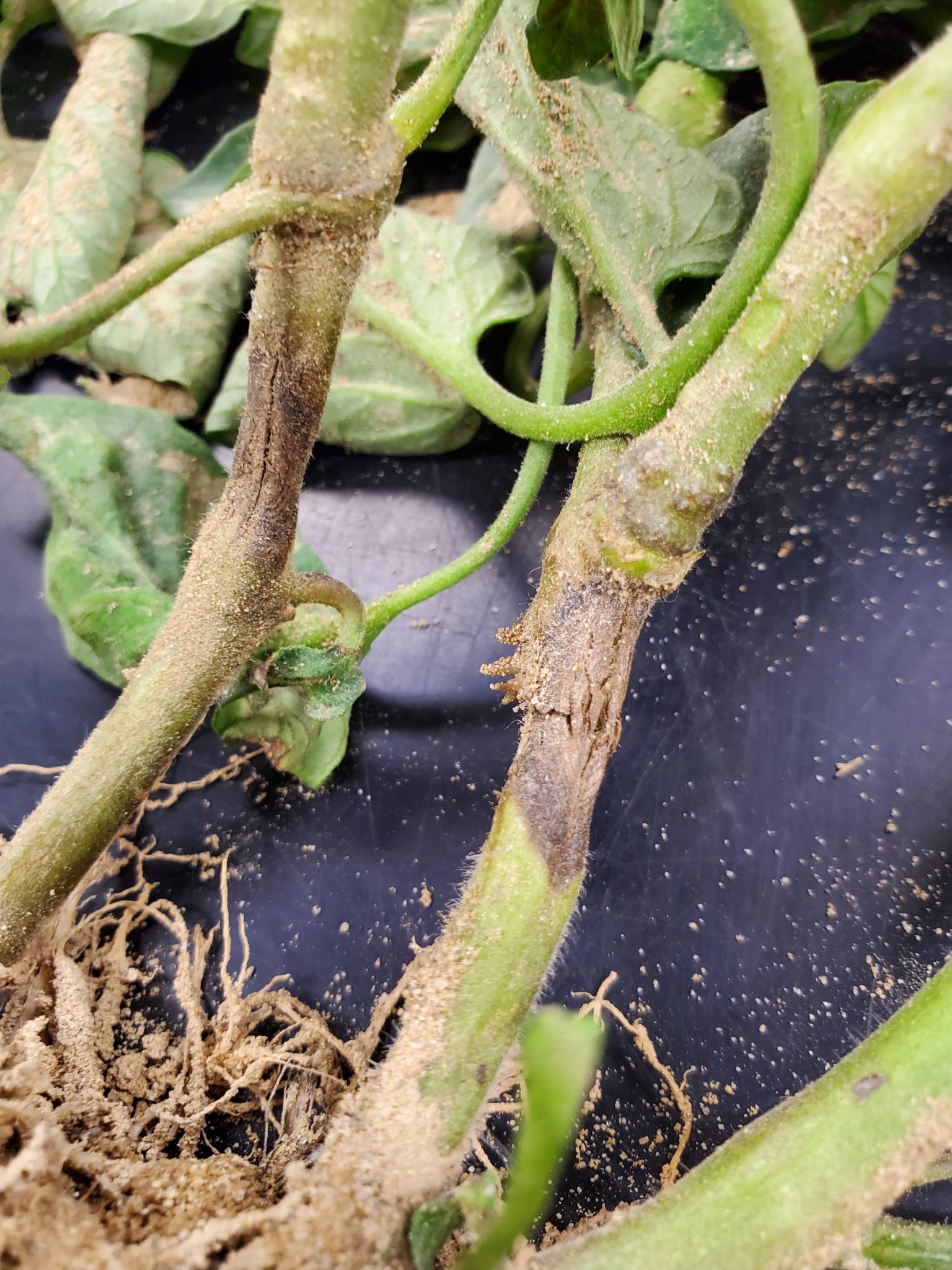 collar rot tomato — Plant & Pest Advisory