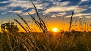 Sunset on a wheat field