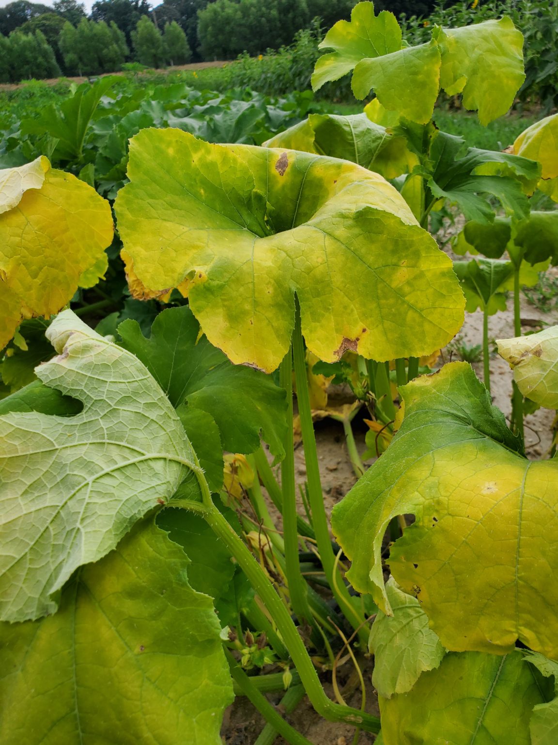 Symptoms of bacterial wilt on pumpkin. Note the bright yellowing of