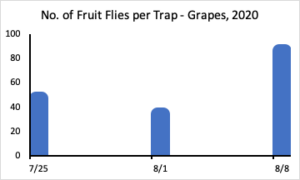 Number of fruit flies per trap