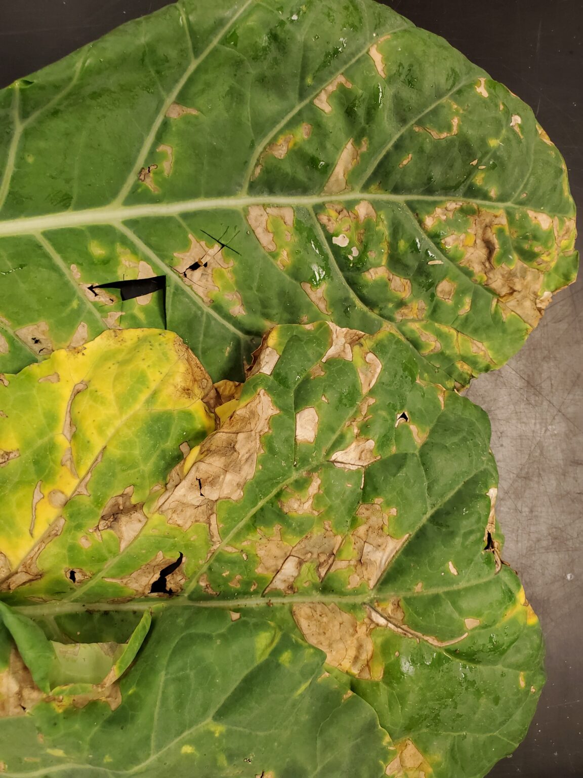 Collard bacterial leaf blight — Plant & Pest Advisory