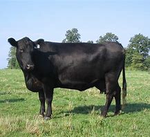 Cow