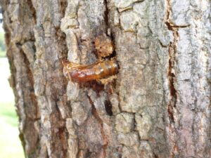 Pupal in a tree