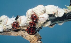 Vedalia Beetles
