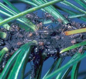 White Pine Aphids