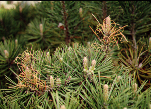 Diseased pine tree
