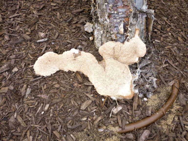 Control of Nuisance Fungi in Landscape Mulch — Plant & Pest Advisory