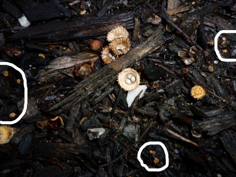 Control of Nuisance Fungi in Landscape Mulch — Plant & Pest Advisory