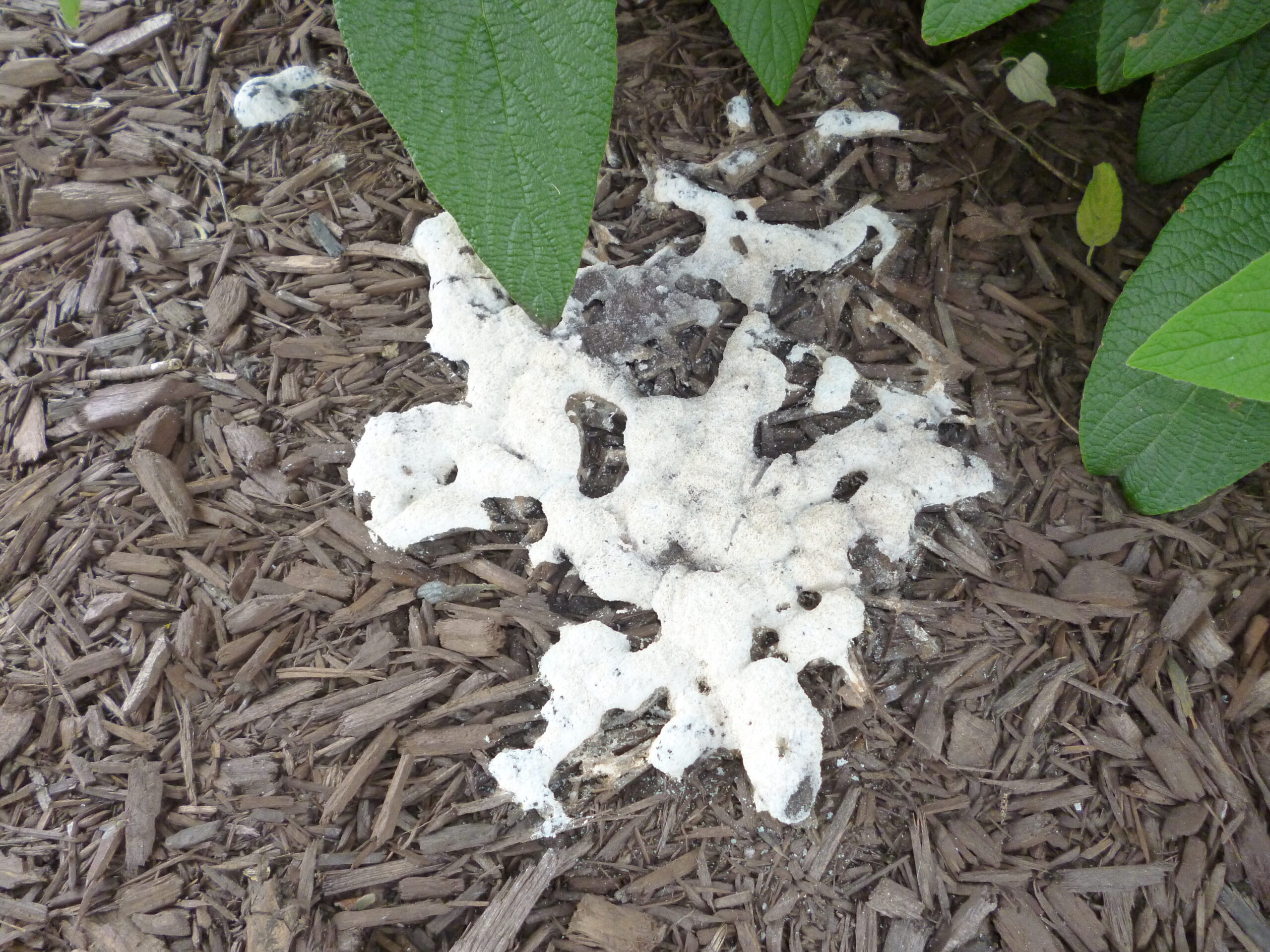 n Mulch Nuisance 2 Slime Mold@ 2 scaled