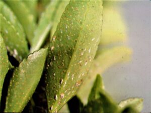 Euonymus Scales