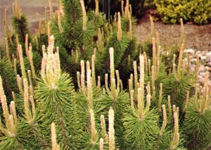 Growth candles of Mugo Pine