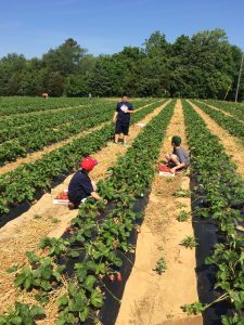 People picking berries