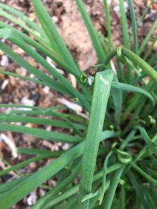 Damaged plant