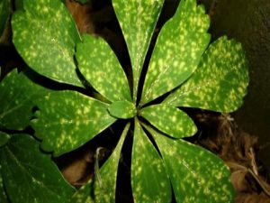Euonymus scale symptoms on leaf