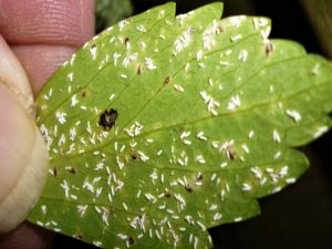 Euonymus scales (males) under leaf