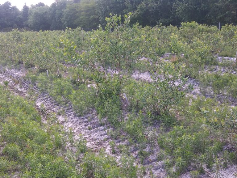 Stinger herbicide 24(c) Special Local Need label renewed until 2025 for use on Highbush