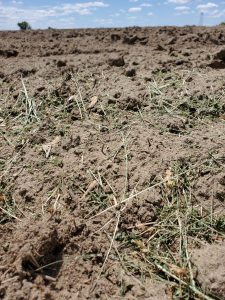 Dry surface soil conditions