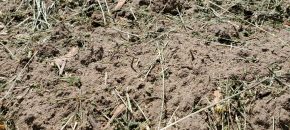 Dry surface soil conditions