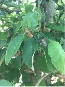 Cicada exuvia and adults on apple