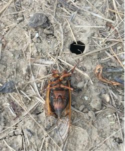 Moribund cicada adult next to an emergence hole after Imidan treatment