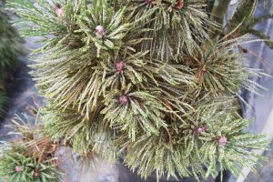 Closer view of an extreme pine needle scale infestation