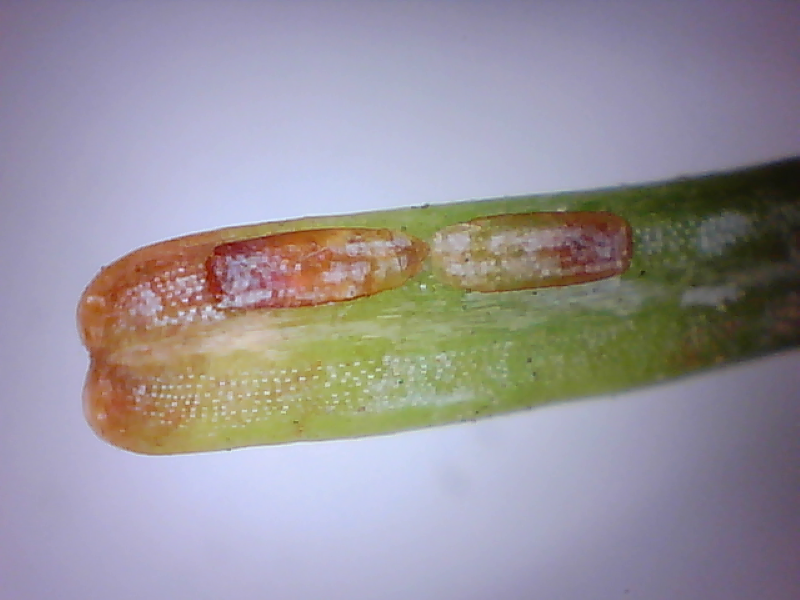 Close-up of pest under microscope