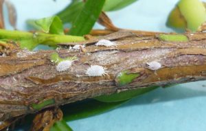 Taxus Mealybug infected branch