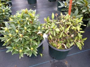 Taxus mealybug feeding symptoms on Rhododendron