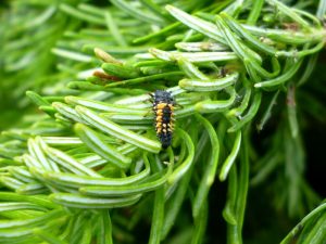 Lady Beetle larvae