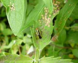 Four-lined plant bug adult & symptoms