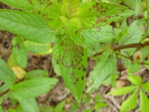 Four-lined plant bug feeding symptoms on leaf