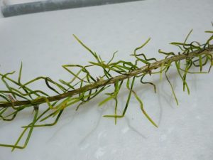 Douglas-fir Needle Midge