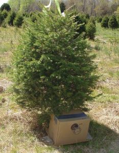Protection for Douglas-fir