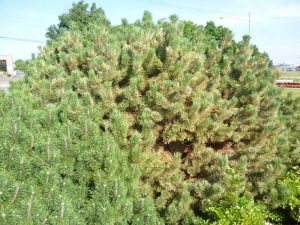 Pine needle scales infesting a large mugo pine