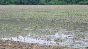 Flooded field