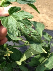 Bacterial leaf spot