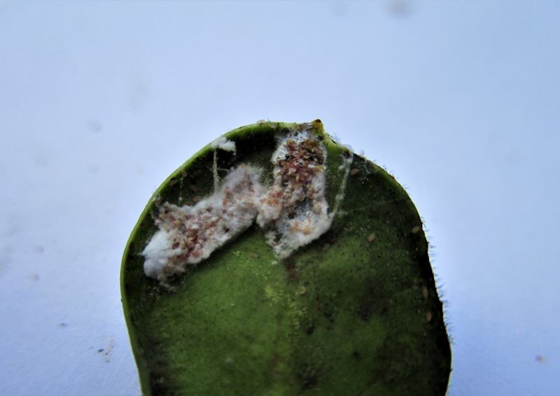 https://plant-pest-advisory.rutgers.edu/wp-content/uploads/2021/06/cc14-Cottony-Camellia-Scale-crawlers.jpg