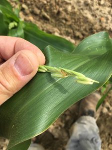 European corn borer