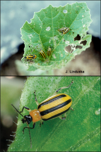 Striped cucumber beetles