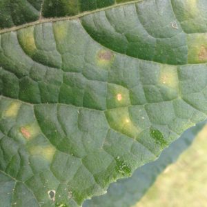 Mildew on a leaf