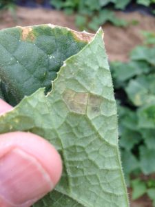 Cucurbit downy mildew on a leaf