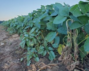 soybean field edge