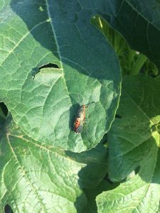 Hole in a leaf