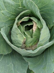 Closeup of kale