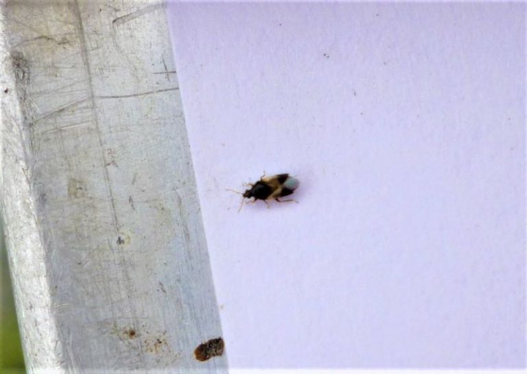 Summer Pests on Oaks Oak Sawflies, Oak Spider Mites & Oak Lace Bugs