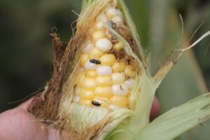 Fall armyworm