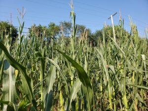 droughty corn