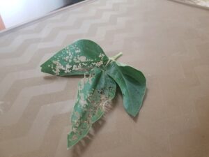 Defoliated soybean leaf